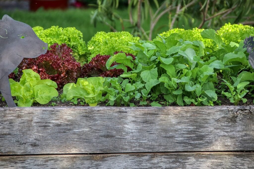 garden, salad, raised bed, nourishment, vegetables, meal, nature, bio, gardening, food, plant, vegetarian, raised bed, raised bed, raised bed, raised bed, raised bed