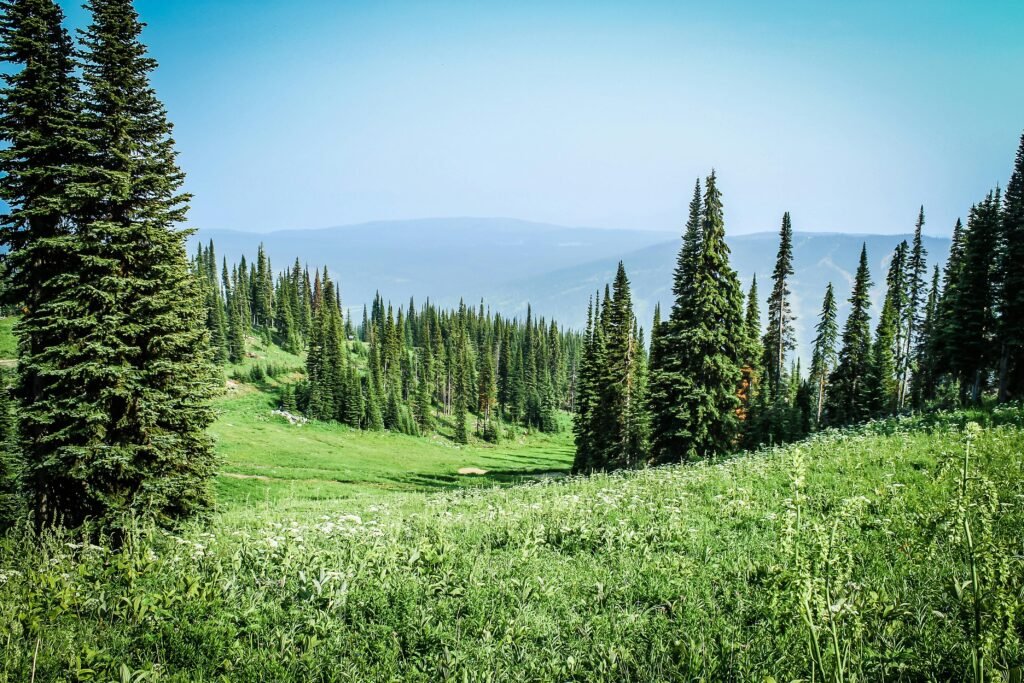 A vibrant alpine meadow with pine trees and clear blue sky, perfect summer scenery.