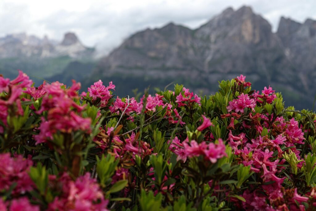 Bright pink alpine flowers with a dramatic mountain backdrop.