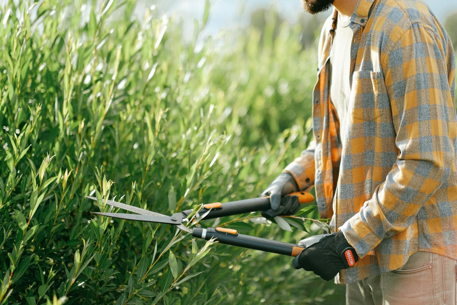 Close-up of a gardener in plaid shirt trimming green bushes with shears outdoors on a sunny day.