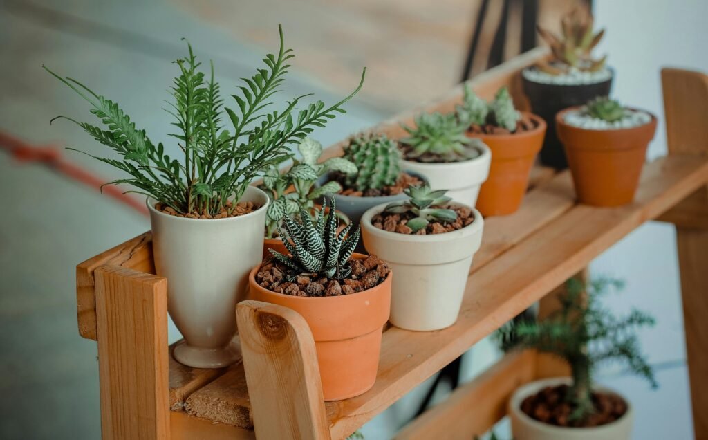 Close-up of diverse succulents in pots on a wooden shelf indoors, showcasing natural beauty.